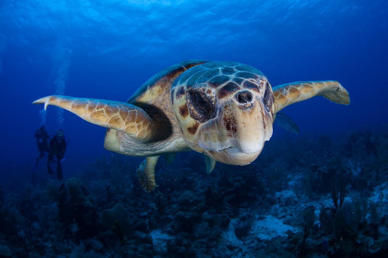 Turneffe Island Resort Turneffe Atoll エクステリア 写真